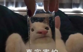可爱沙雕打招呼文案图片，可爱沙雕打招呼文案图片大全